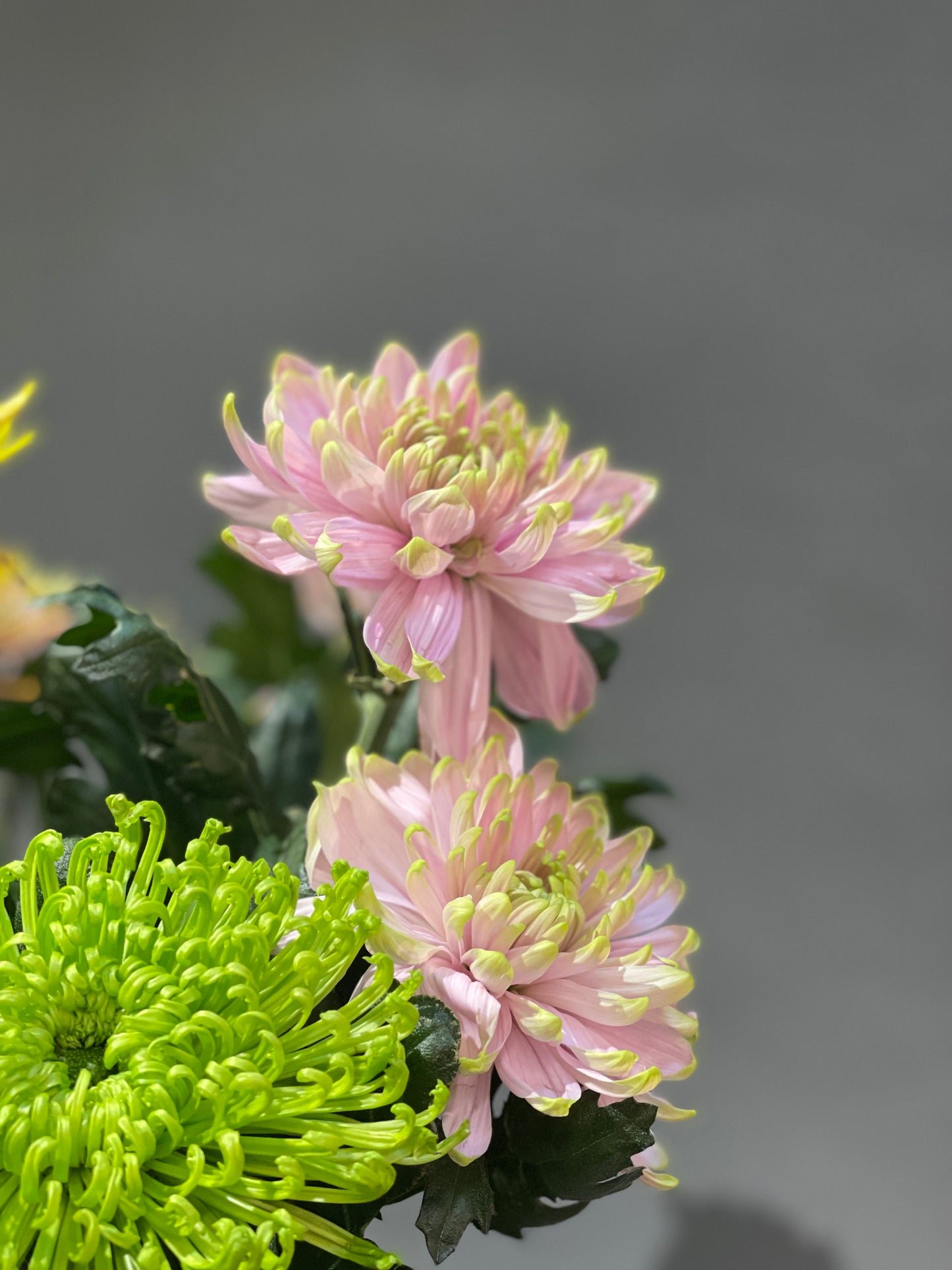 Chrysanthemums