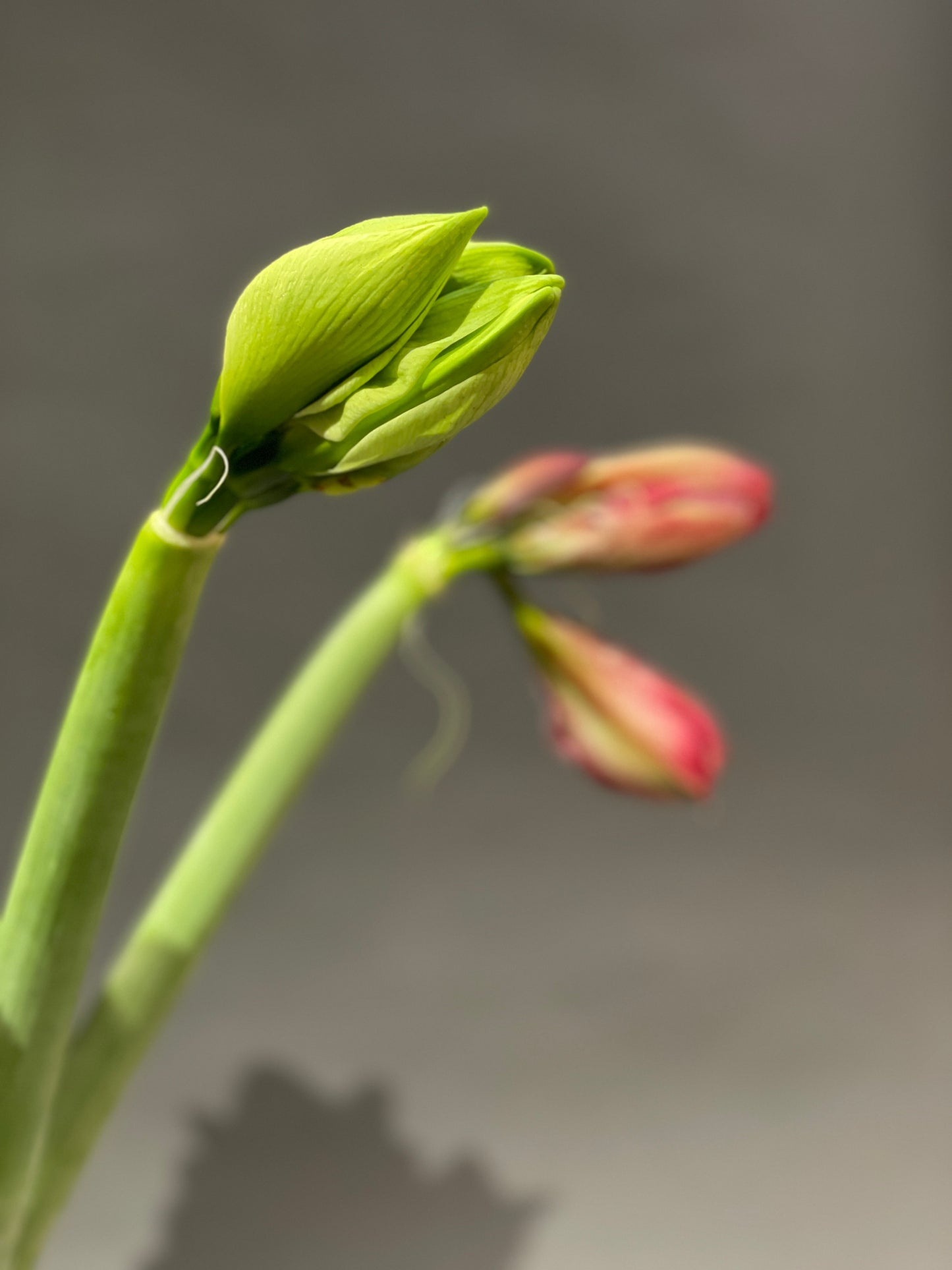 Amaryllis - Ritterstern
