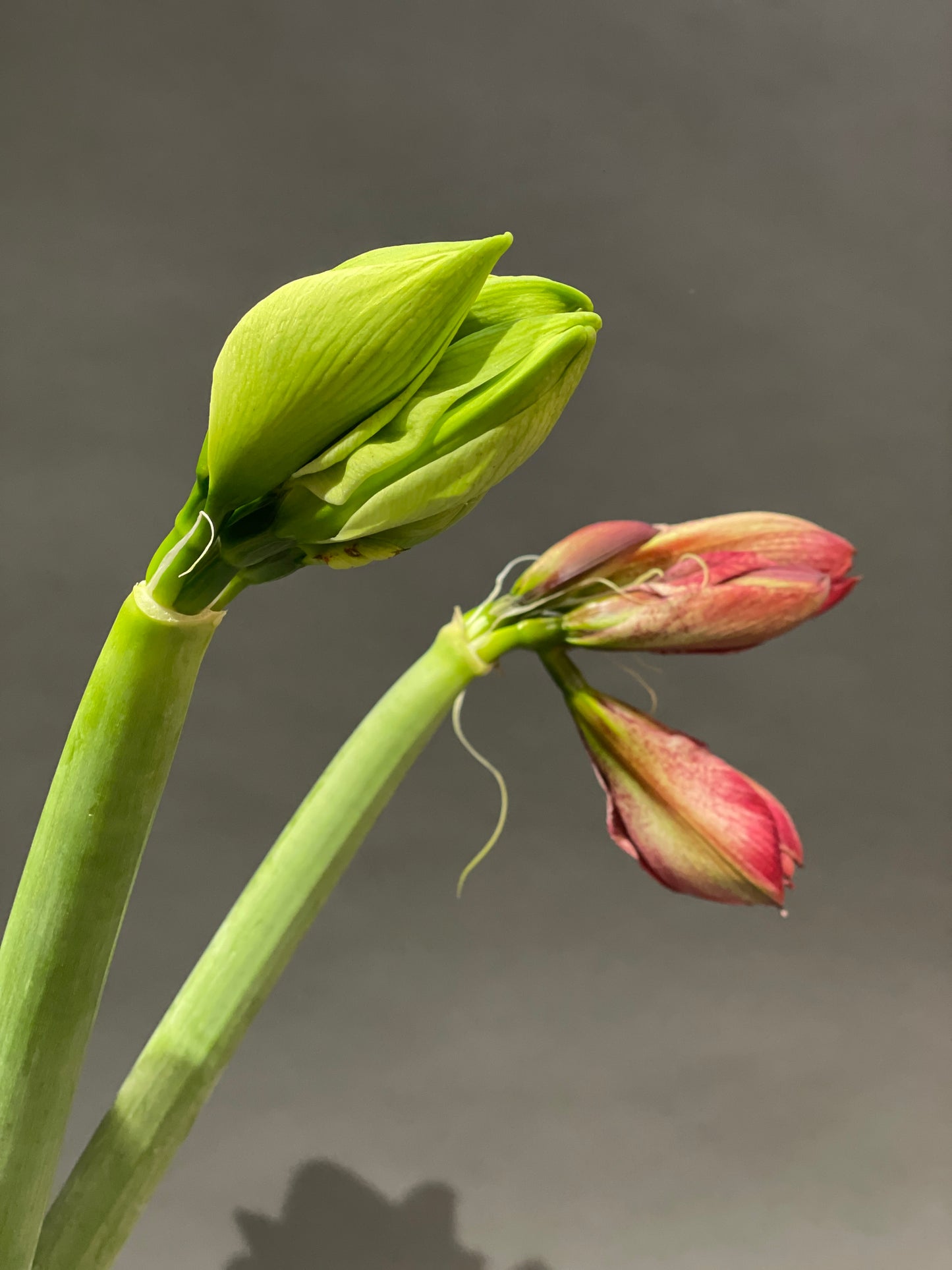 Amaryllis - Ritterstern