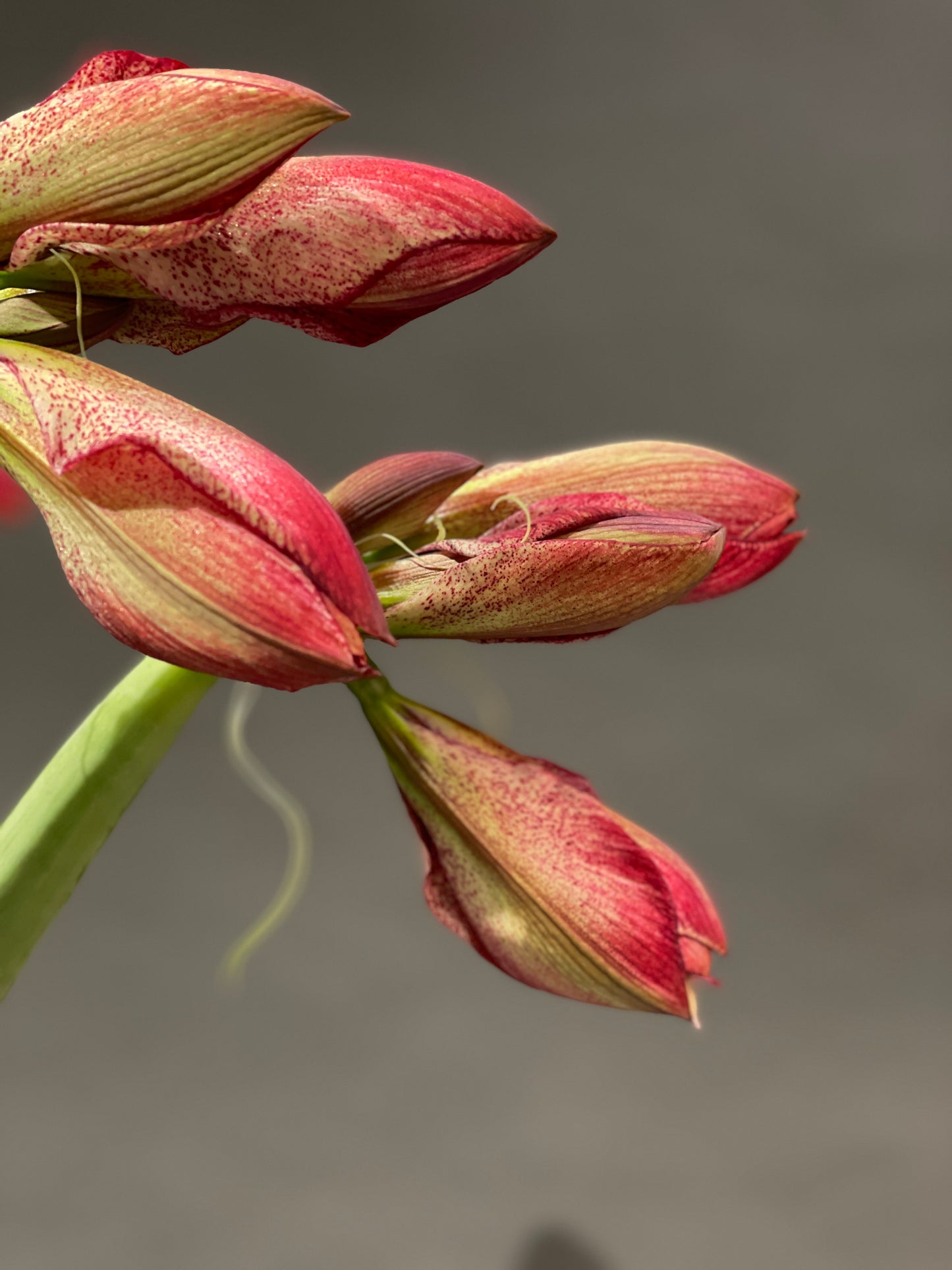 Amaryllis - Ritterstern