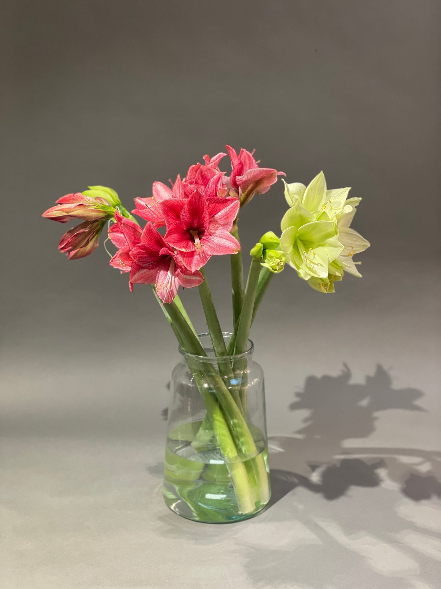 Amaryllis - Ritterstern
