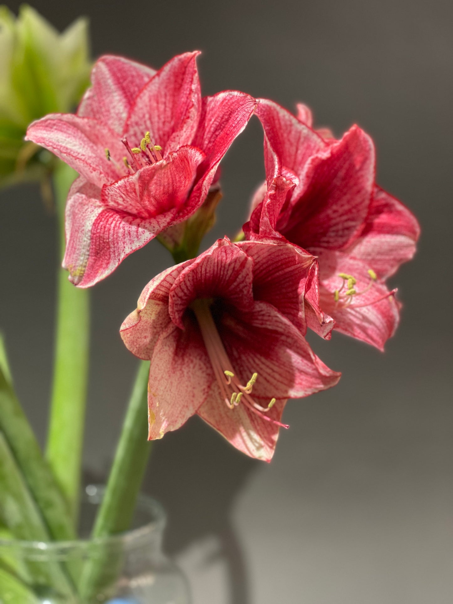 Amaryllis - Ritterstern