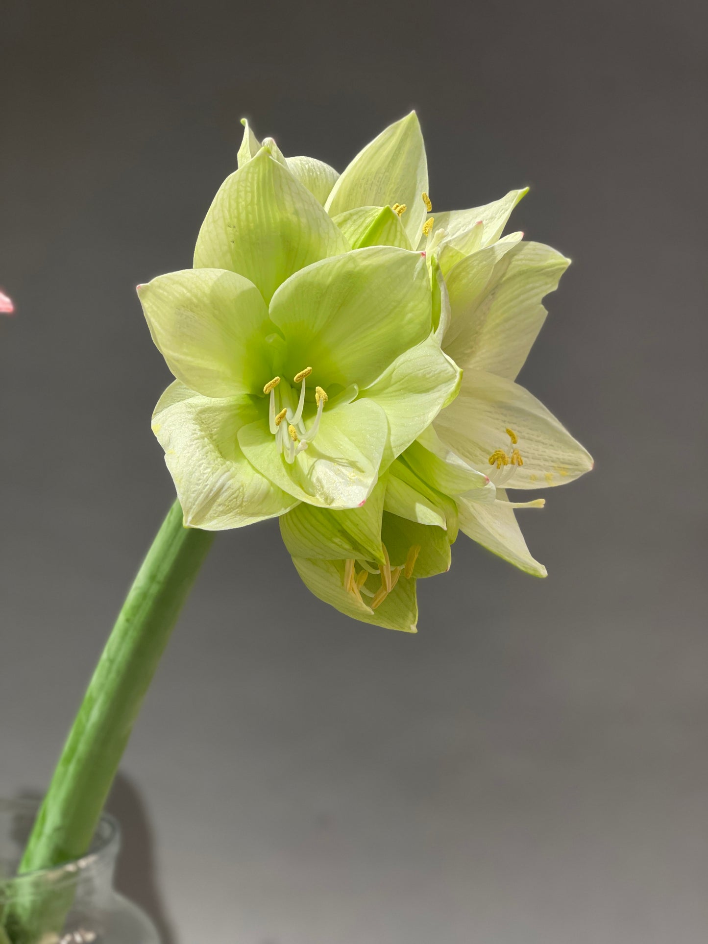 Amaryllis - Ritterstern