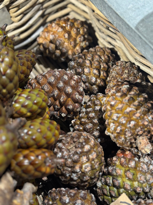 Letzte Bestelltermine vor Weihnachten