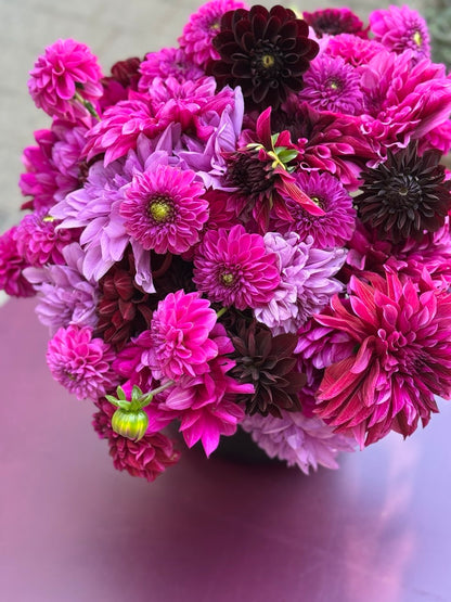 Dahlien