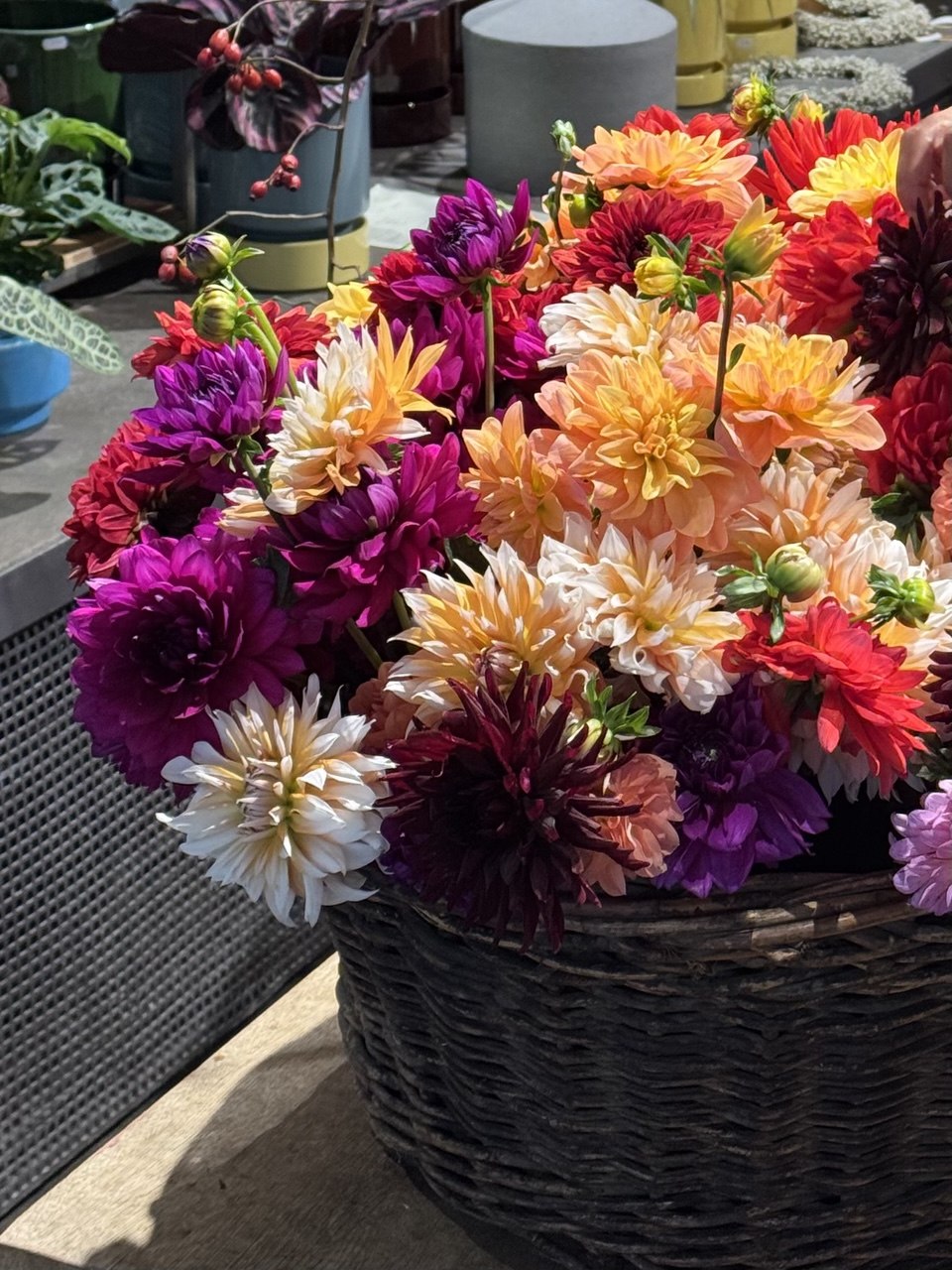 Dahlien