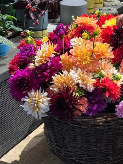 Dahlien