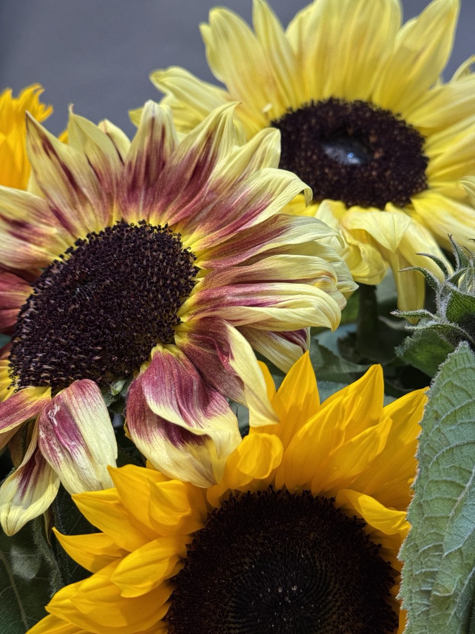 Sonnenblumen